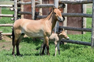 Először a történelemben, przhevalsky lója az utódot a fogságban hozta Először a történelemben, przhevalsky lója az utódot a fogságban hozta